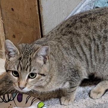 Enlarge Mika (24-6323), a Adoptable Domestic Short Hair in Gordonsville, TN image 3/6