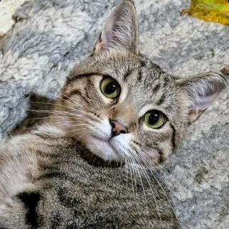 Enlarge Mika (24-6323), a Adoptable Domestic Short Hair in Gordonsville, TN image 6/6