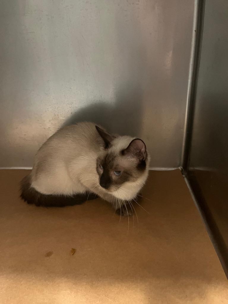 Cake, Adoptable, Young Female Domestic Short Hair.