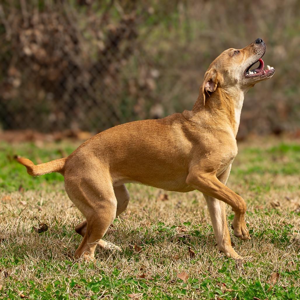 Enlarge Neptune, a Adoptable mixed breed in Livingston, TX image 1/6