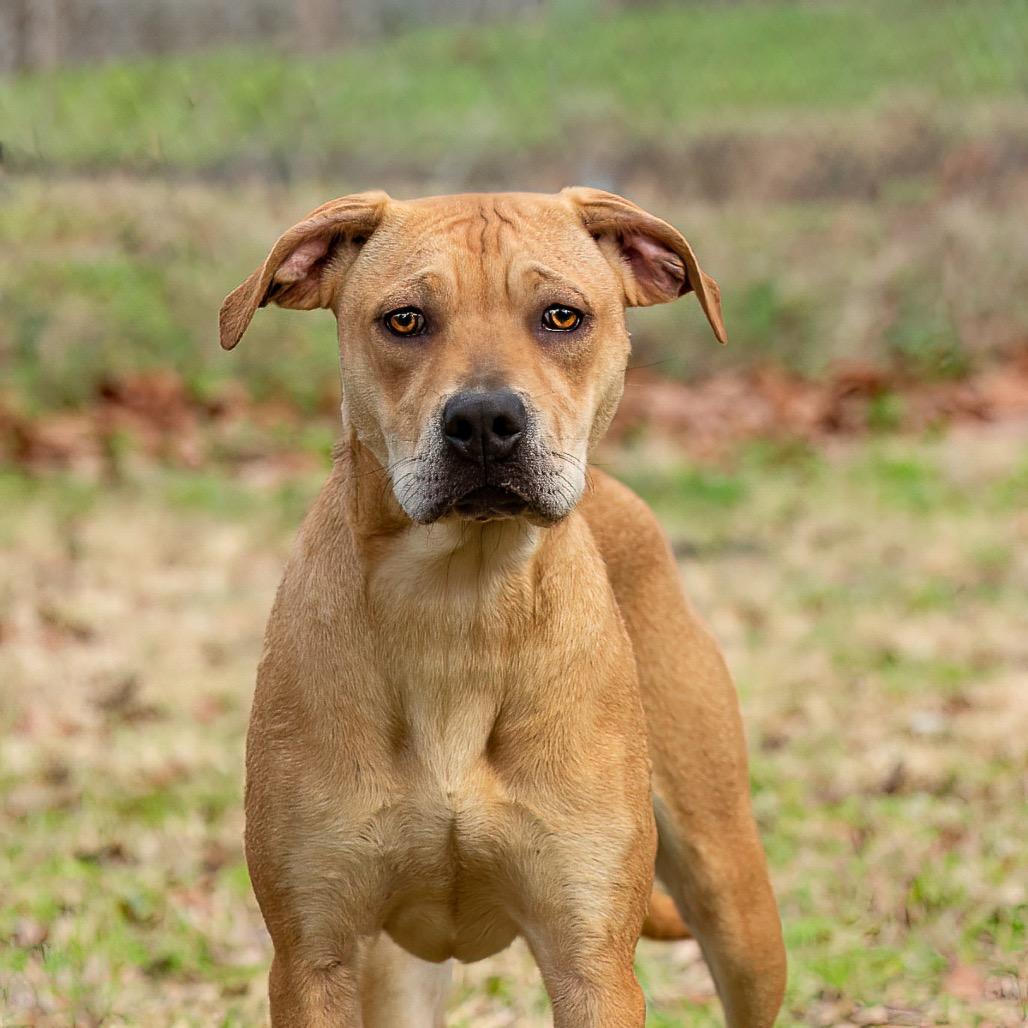 Enlarge Neptune, a Adoptable mixed breed in Livingston, TX image 2/6