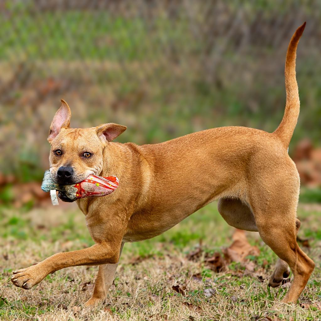 Enlarge Neptune, a Adoptable mixed breed in Livingston, TX image 2/6