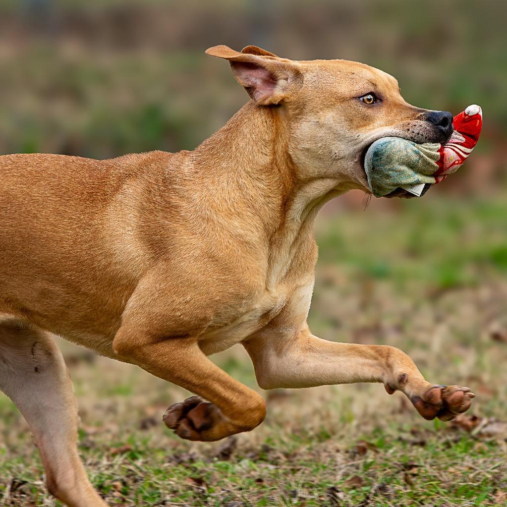 Enlarge Neptune, a Adoptable mixed breed in Livingston, TX image 3/6