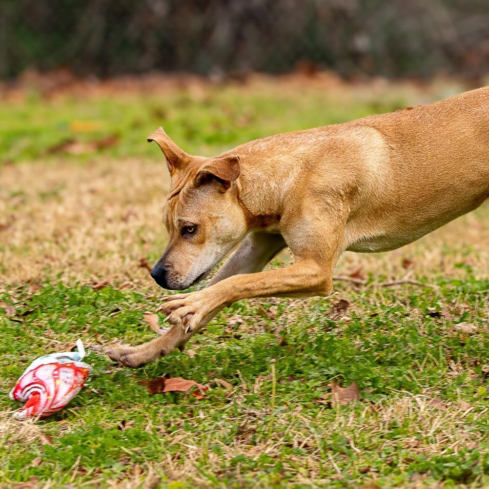 Enlarge Neptune, a Adoptable mixed breed in Livingston, TX image 4/6