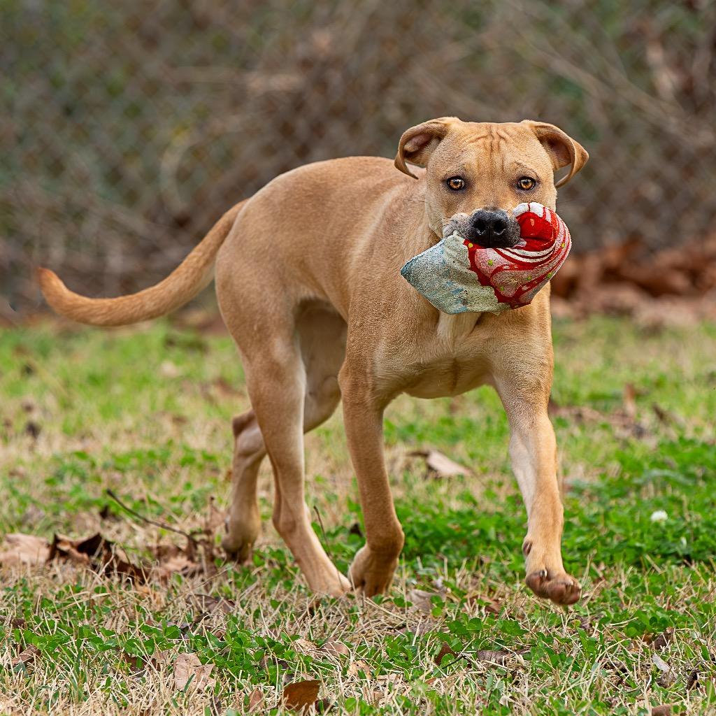 Enlarge Neptune, a Adoptable mixed breed in Livingston, TX image 6/6