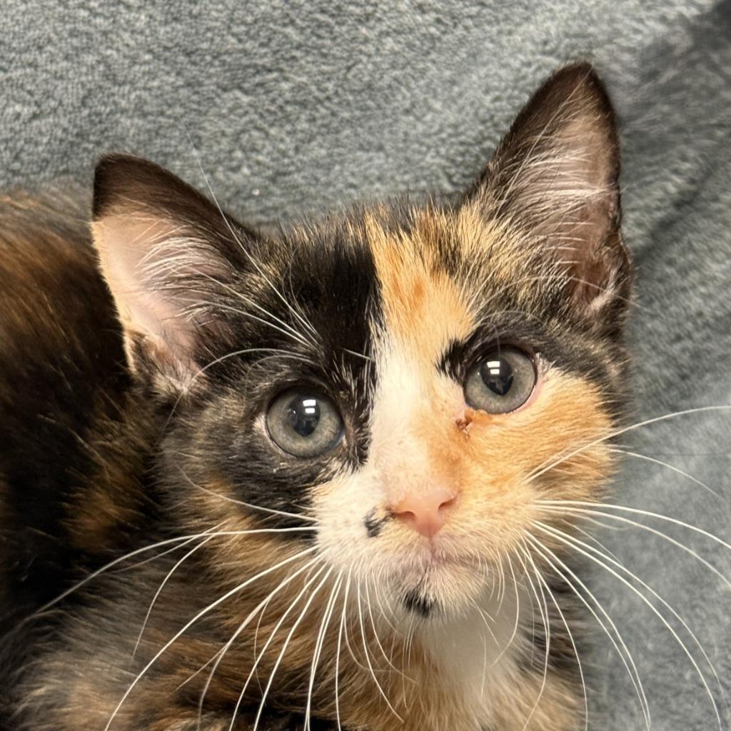 Holt, Adoptable, Kitten Female Domestic Short Hair.