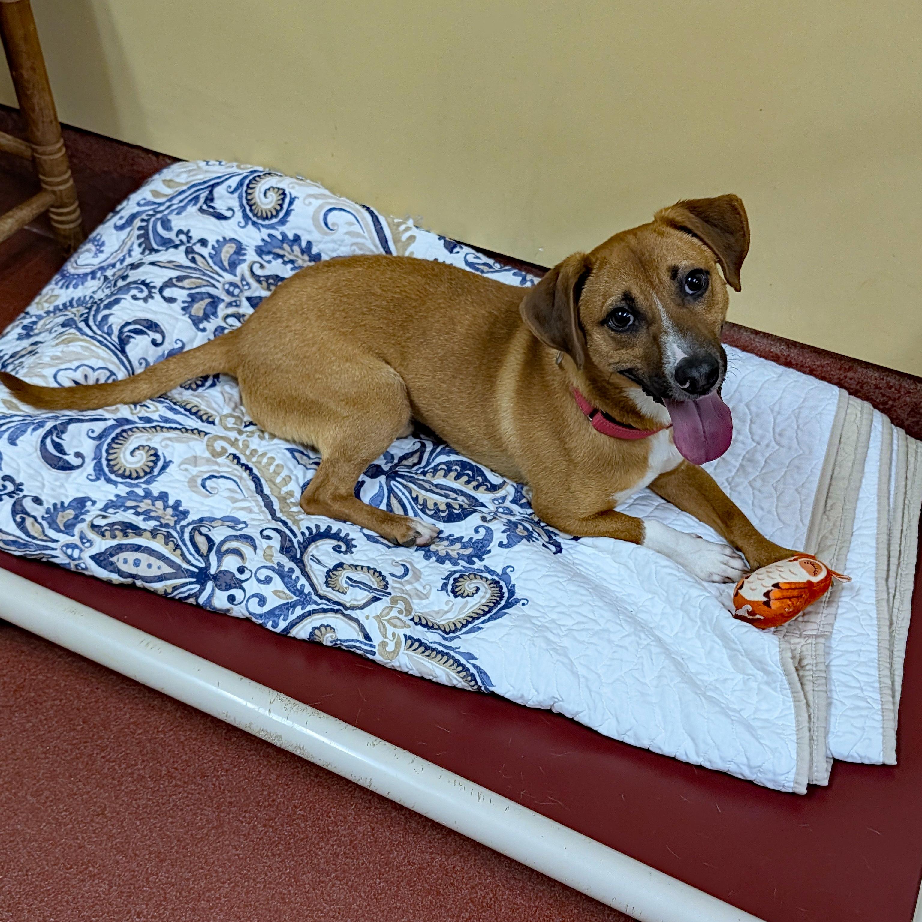 Enlarge French Fry, a ADOPTABLE mixed breed in Accident, MD image 4/6