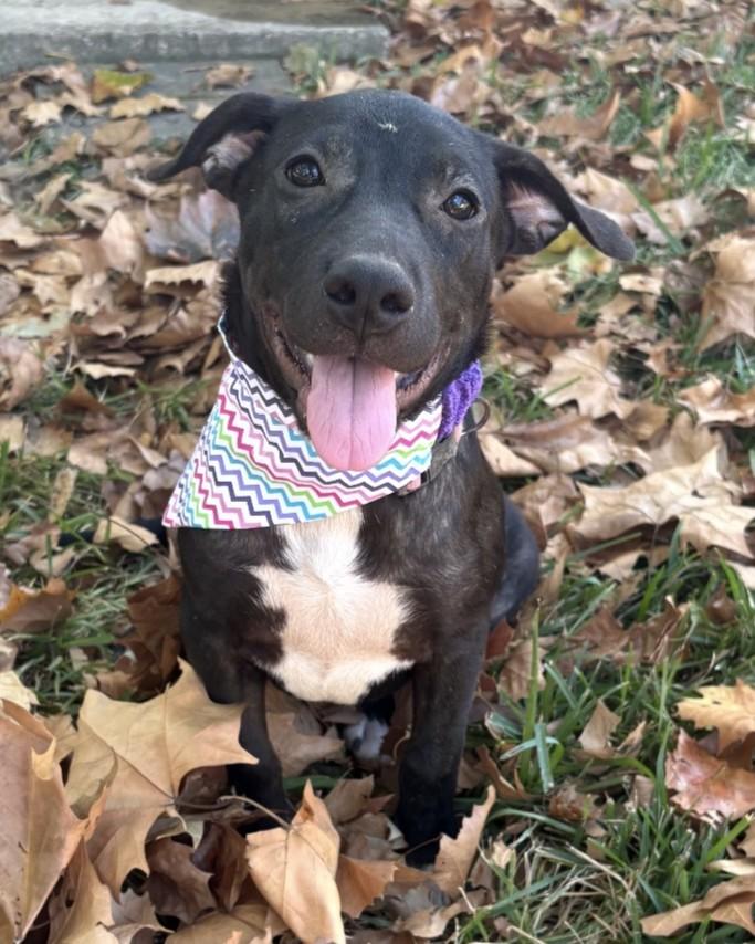 Penny Lonestar, Adoptable, Puppy Female American Staffordshire Terrier.