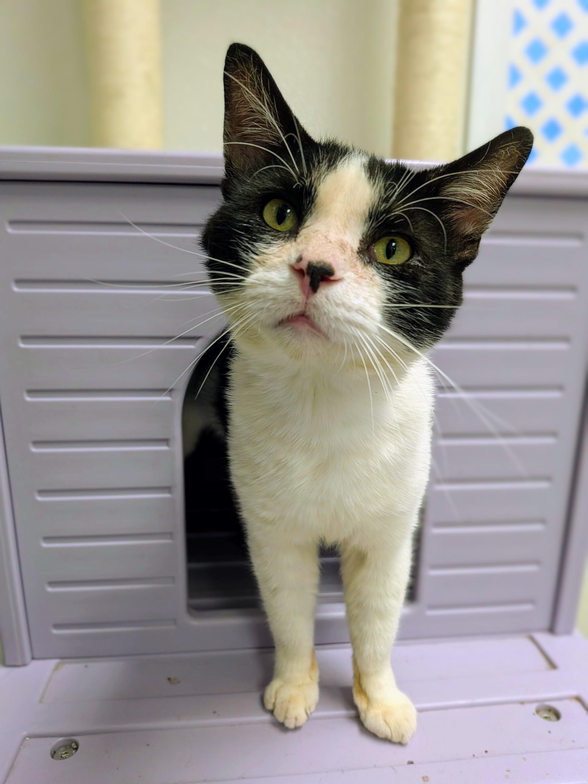 Simon, ADOPTABLE, Young Male Domestic Short Hair.