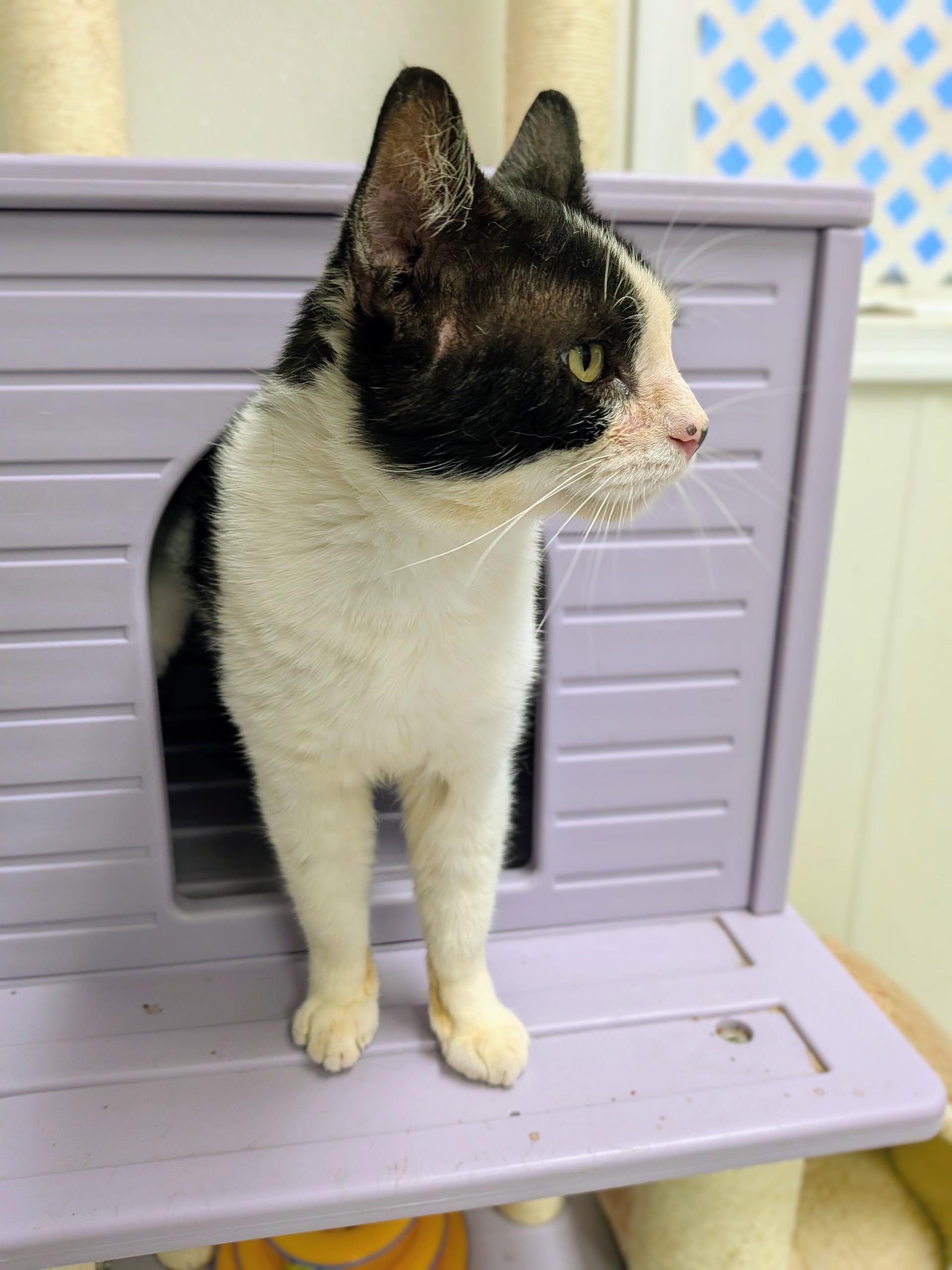 Enlarge Simon, a ADOPTABLE mixed breed in Mount Carmel, IL image 2/4