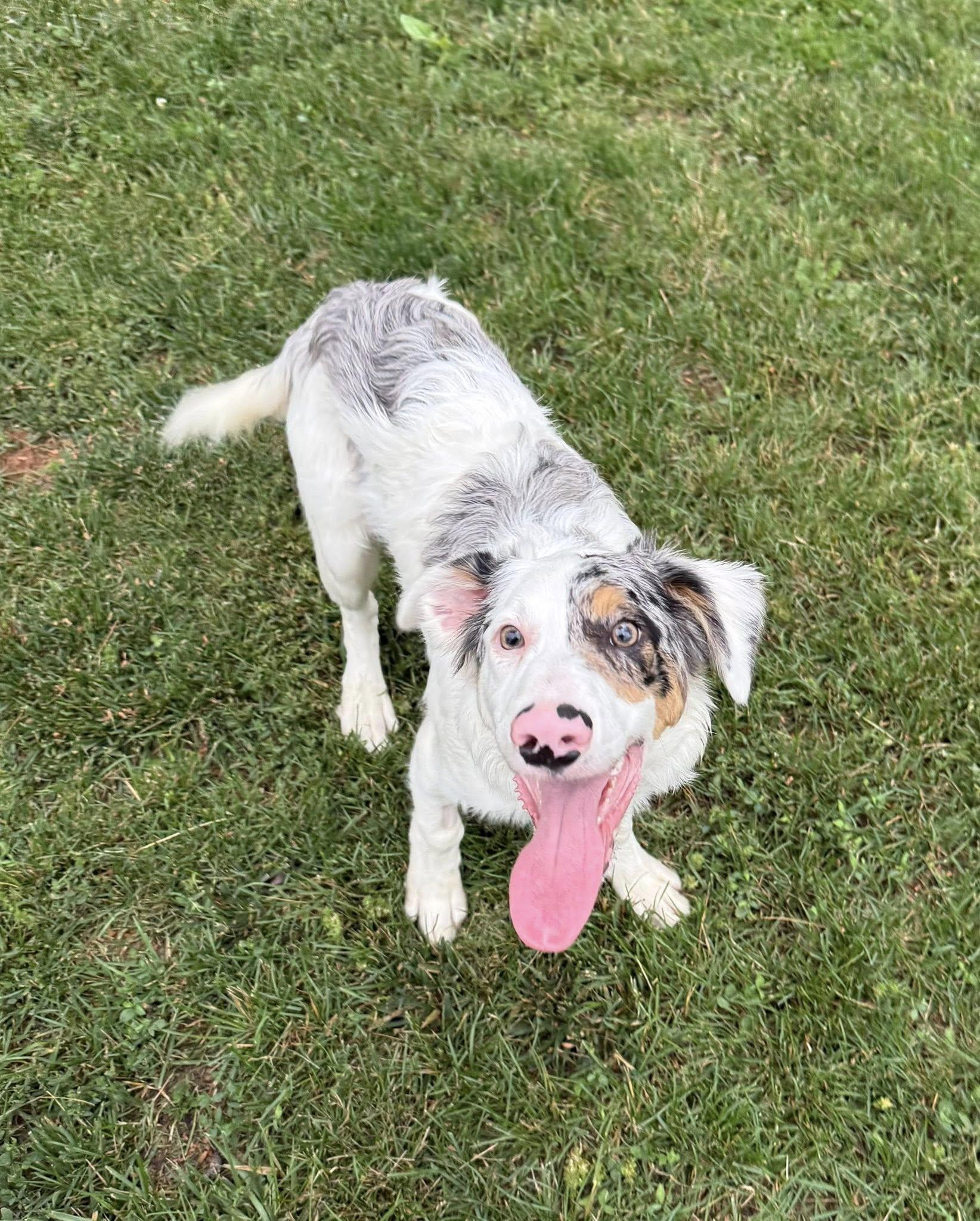 Jig, a Adoptable Border Collie in Hagerstown, MD image 2/3