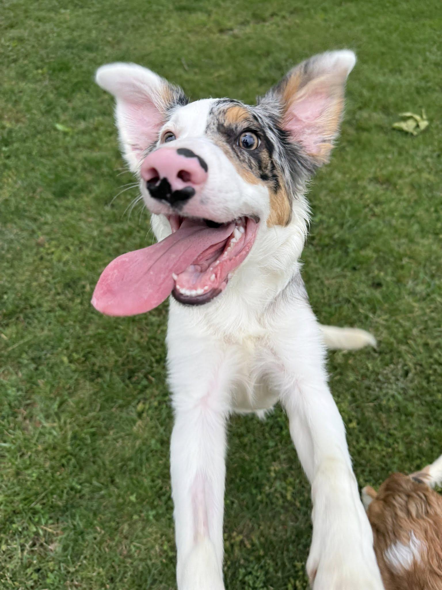 Jig, a Adoptable Border Collie in Hagerstown, MD image 1/3