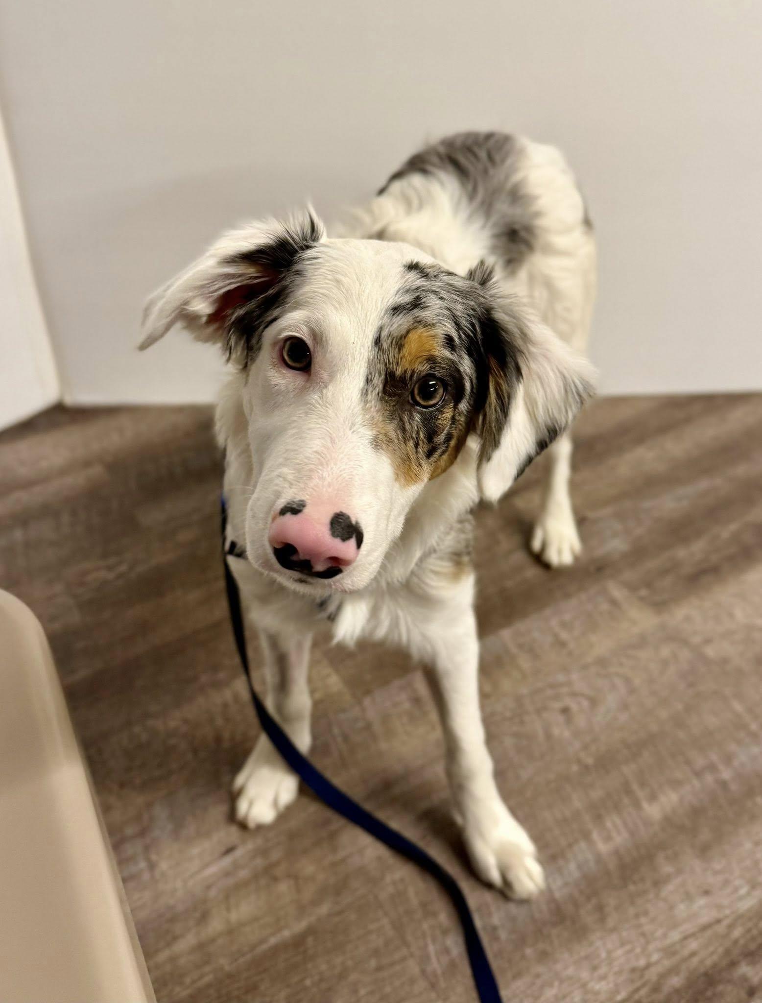 Jig, a Adoptable Border Collie in Hagerstown, MD image 3/3
