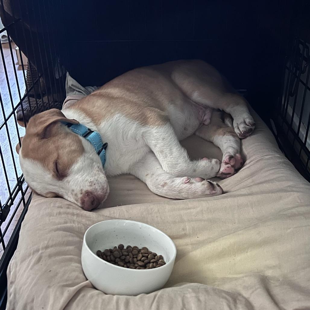 Cucumber, a Adoptable mixed breed in Tacoma, WA image 1/3