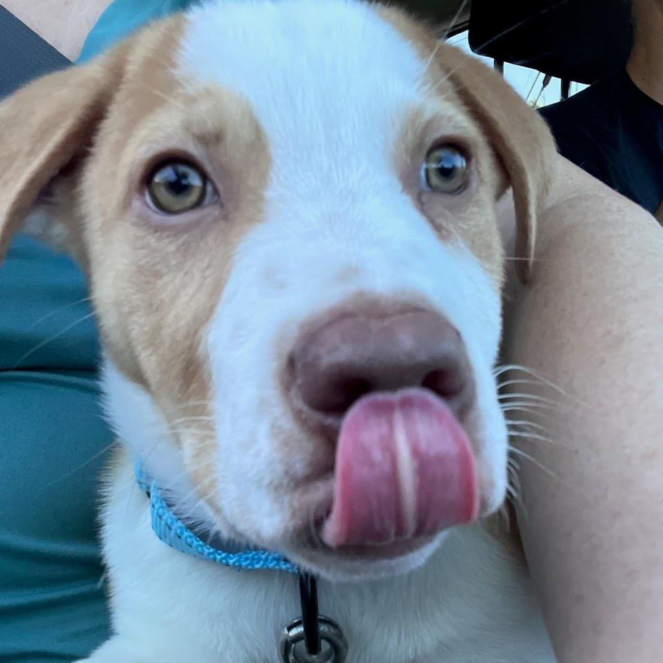 Cucumber, a Adoptable mixed breed in Tacoma, WA image 2/3
