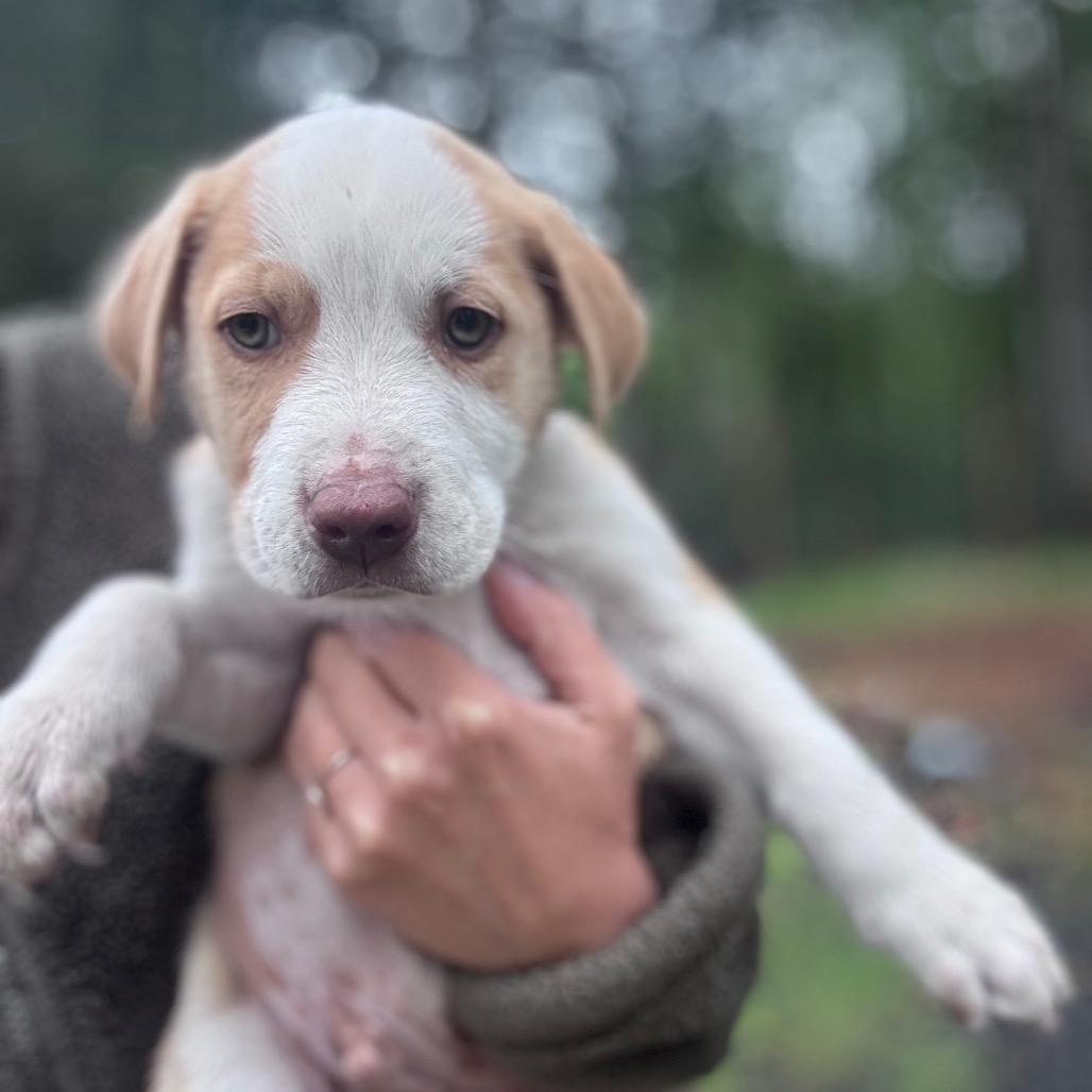 Cucumber, a Adoptable mixed breed in Tacoma, WA image 3/3
