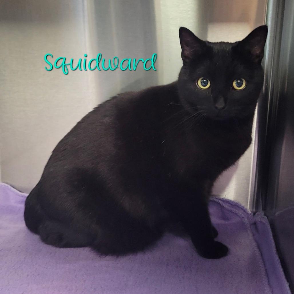 Squidward, Adoptable, Adult Male Domestic Short Hair.
