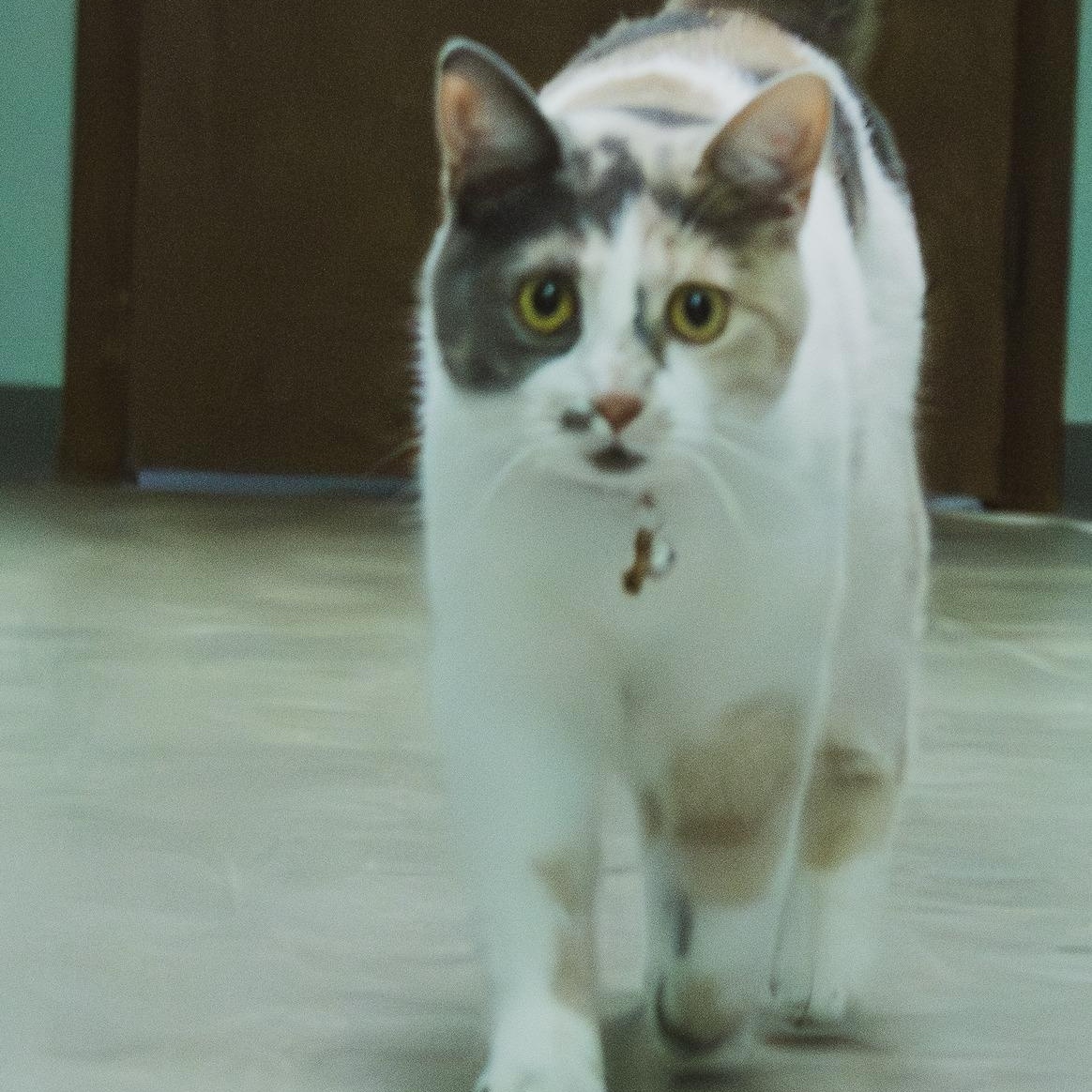 Molly-Sponsored!, Adoptable, Adult Female Dilute Calico.