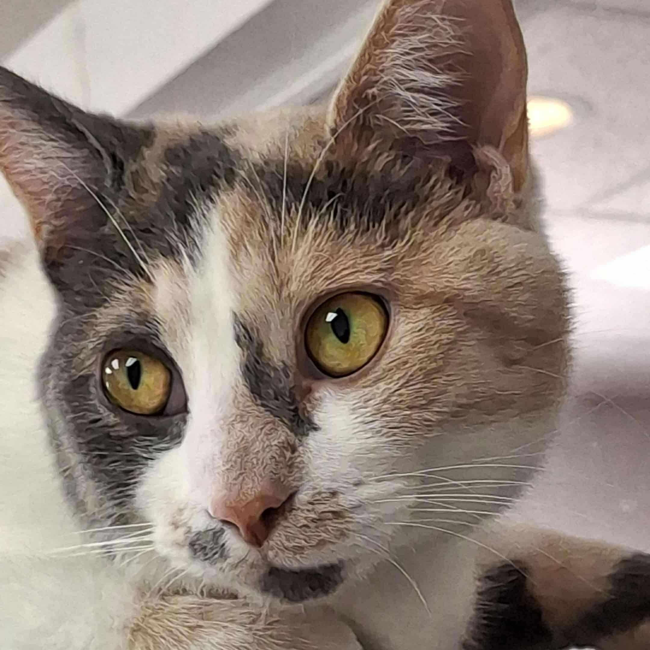 Enlarge Molly-Sponsored!, an adopted Dilute Calico in Archbold , OH image 1/3