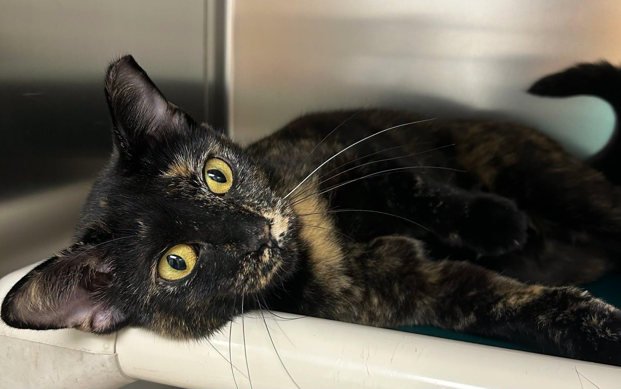 Enlarge Mystic, a Adoptable Domestic Short Hair in St. Augustine, FL image 2/2