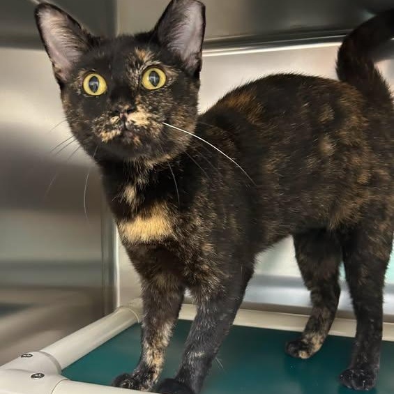 Enlarge Mystic, a Adoptable Domestic Short Hair in St. Augustine, FL image 1/2