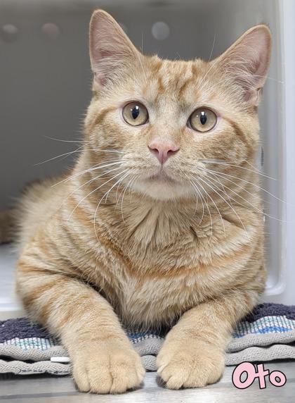 Oto, Adoptable, Adult Male Domestic Short Hair & Domestic Short Hair.