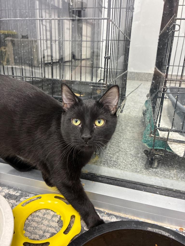 Ms. Marvel, a Adoptable mixed breed in Angola, IN image 1/2