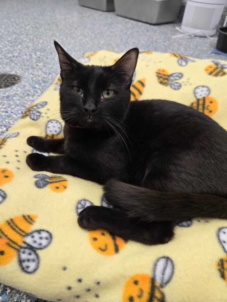 Enlarge Ms. Marvel, a Adoptable mixed breed in Angola, IN image 3/3