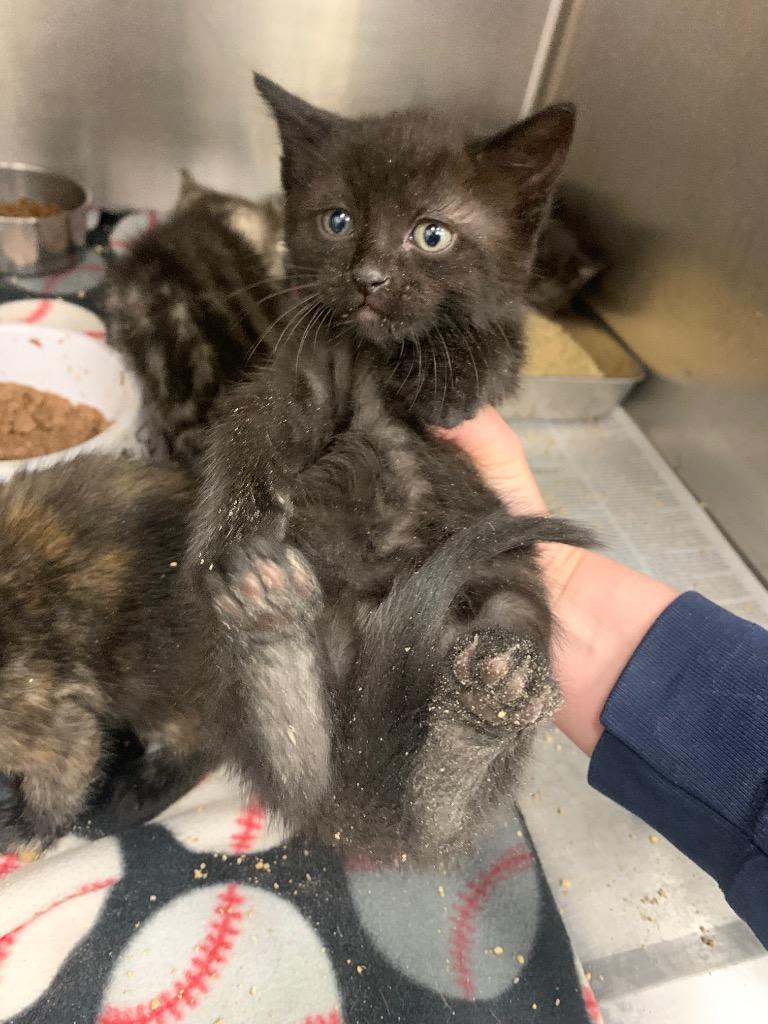 Enlarge Ms. Marvel, a Adoptable mixed breed in Angola, IN image 2/2