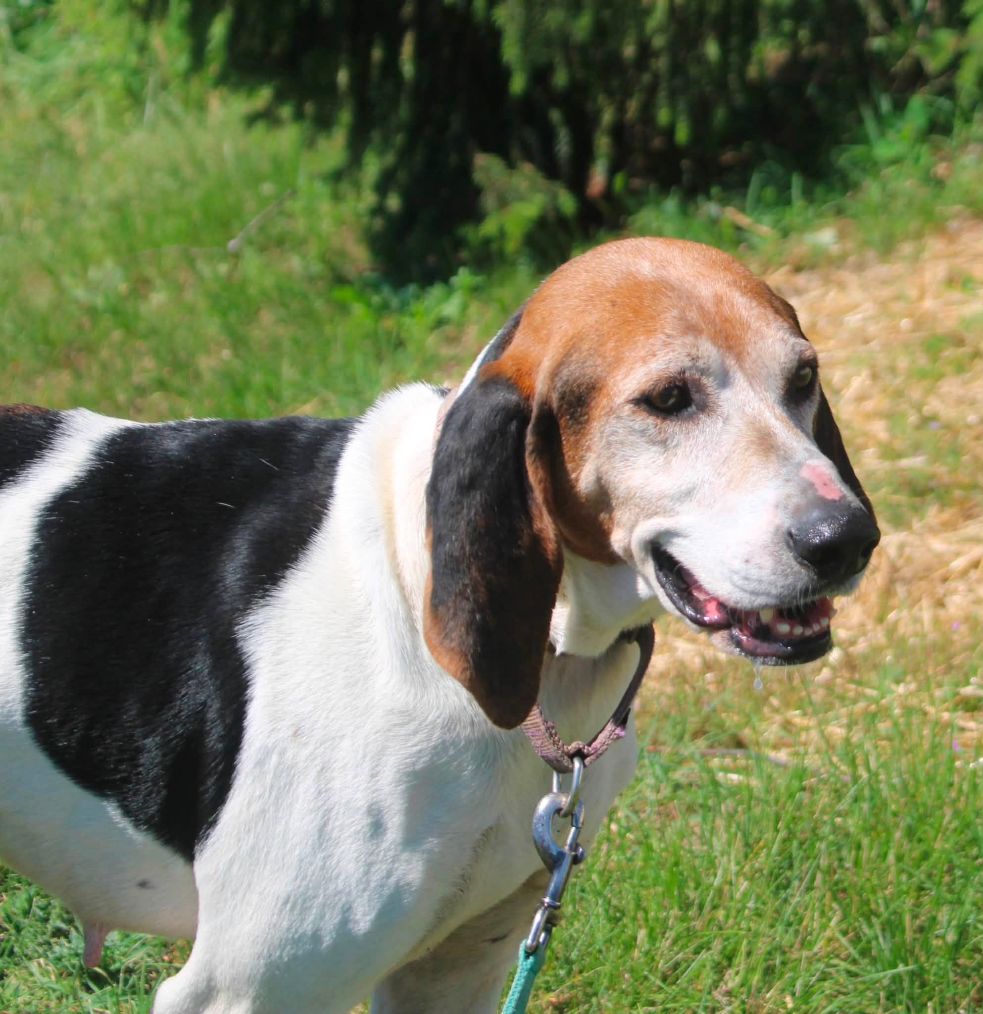 Enlarge Cindy Lou, a ADOPTABLE mixed breed in Stuarts Draft, VA image 5/6