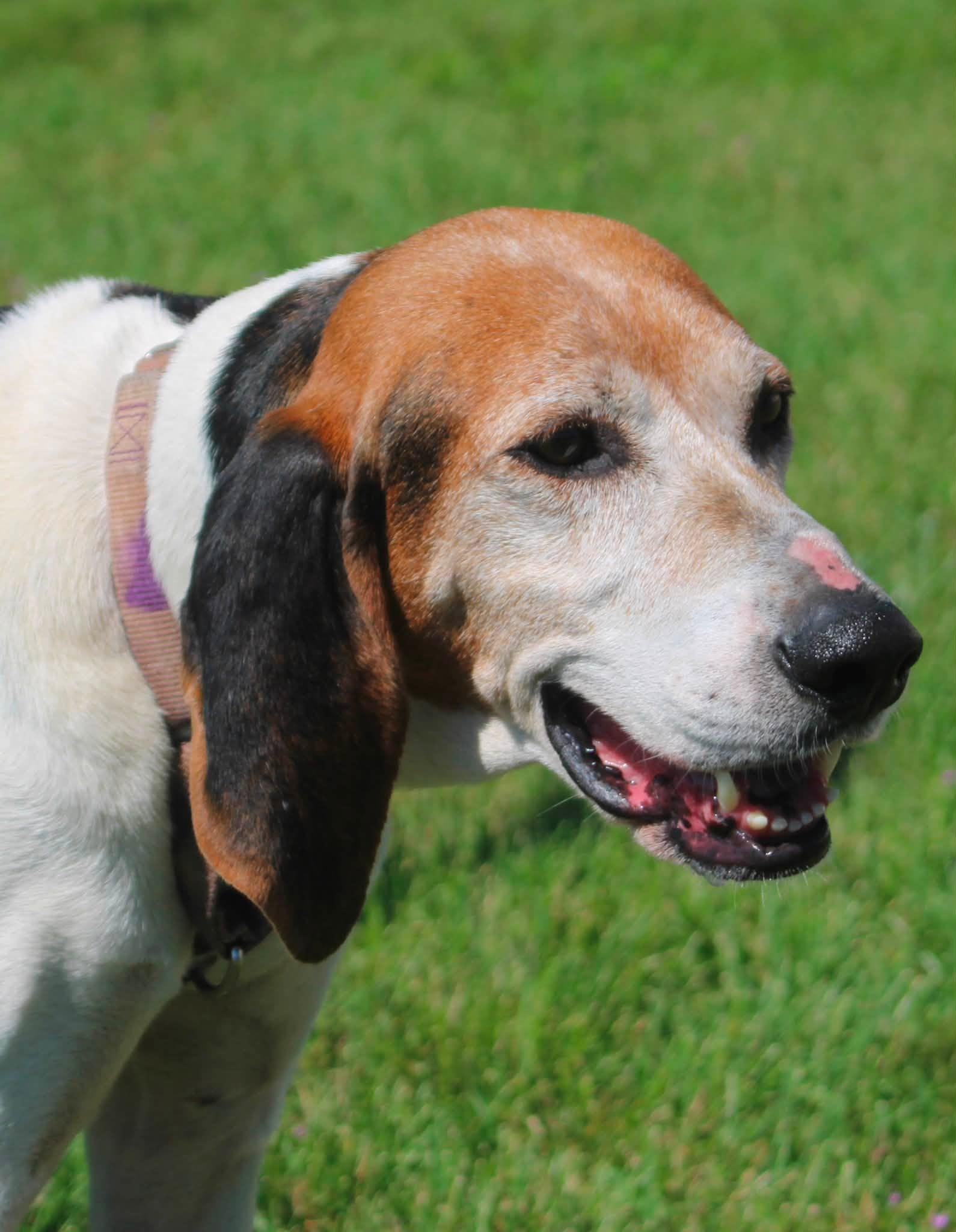Enlarge Cindy Lou, a ADOPTABLE mixed breed in Stuarts Draft, VA image 3/6