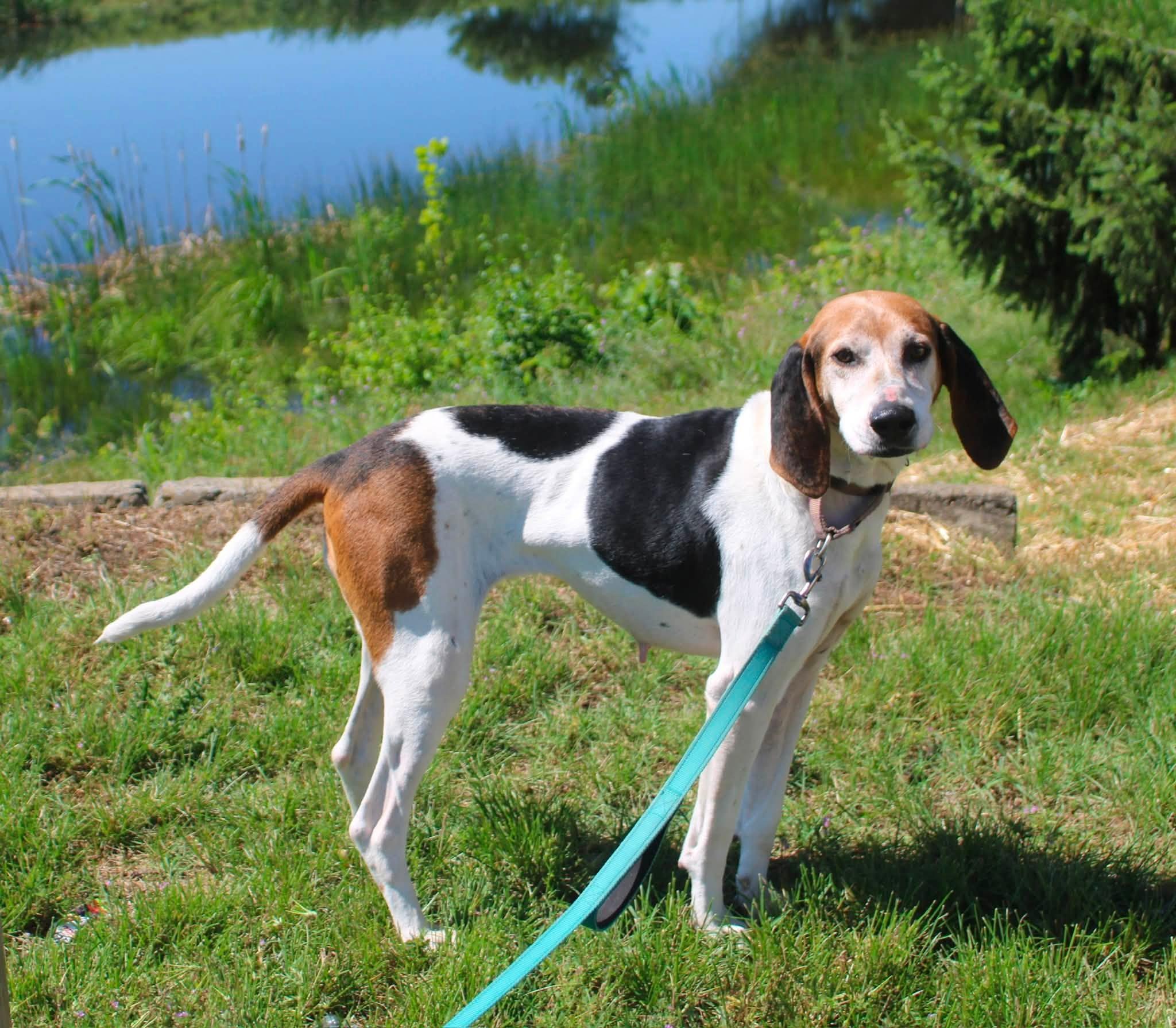 Enlarge Cindy Lou, a ADOPTABLE mixed breed in Stuarts Draft, VA image 2/6