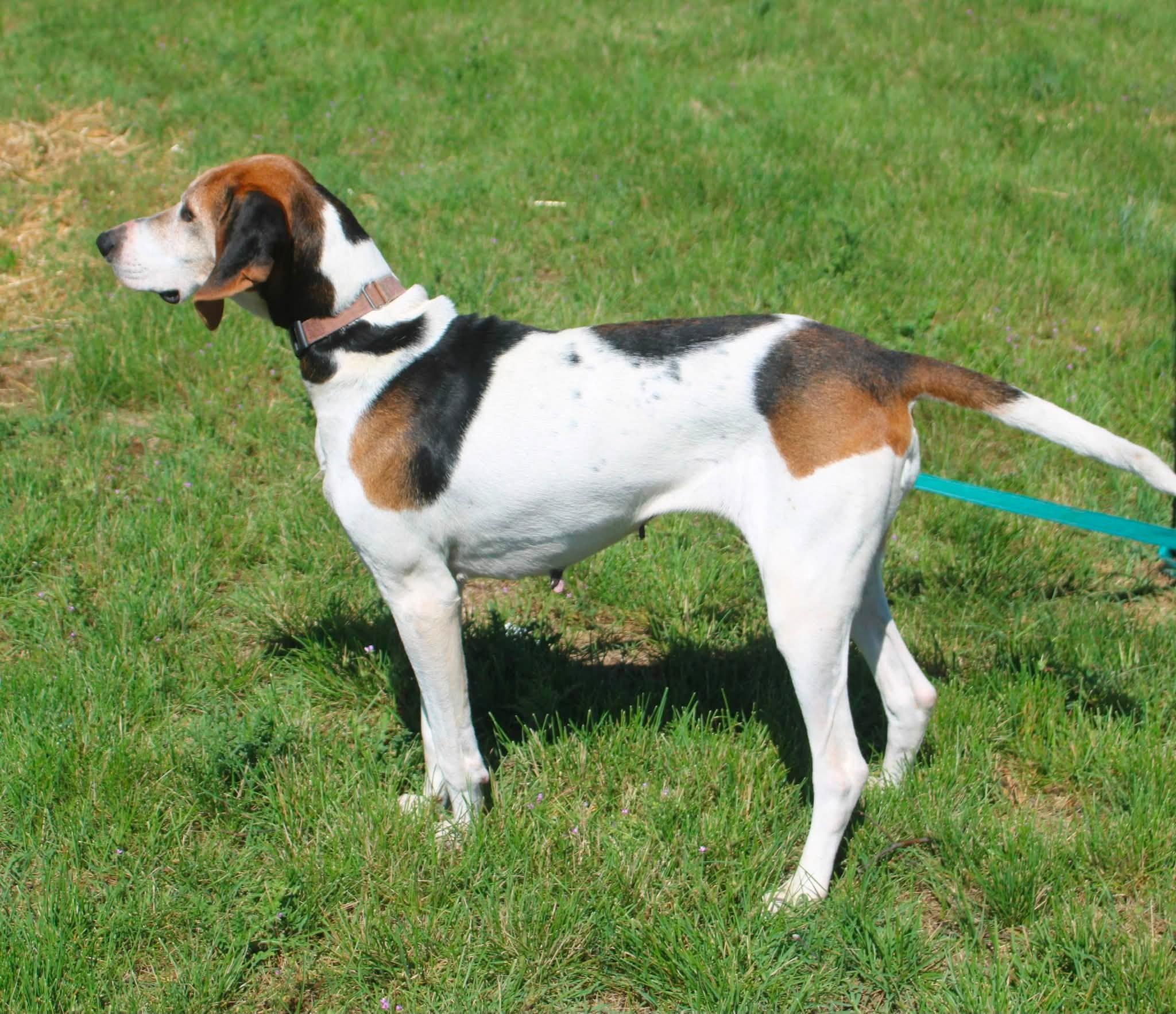Enlarge Cindy Lou, a ADOPTABLE mixed breed in Stuarts Draft, VA image 4/6