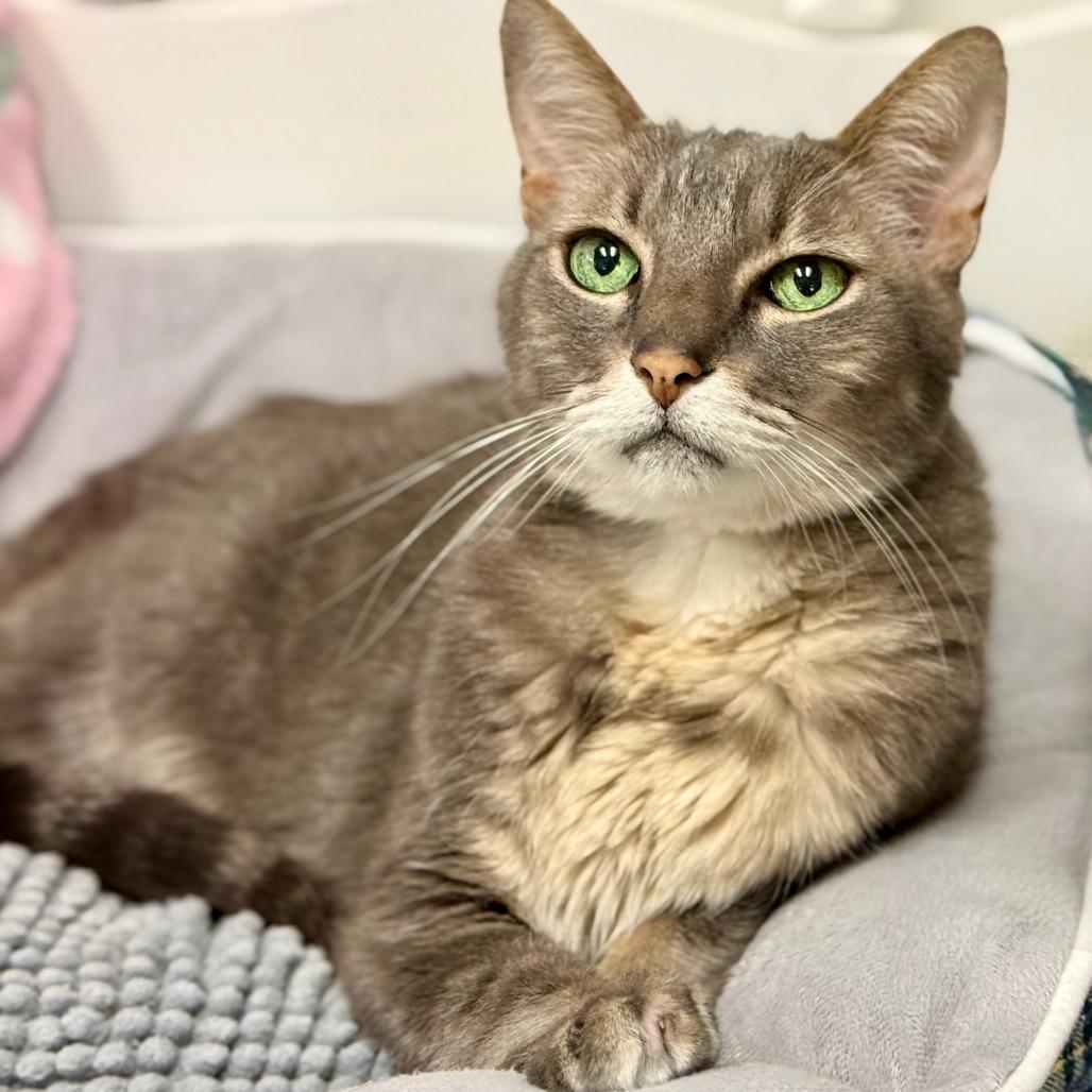 Buddy, Adoptable, Senior Male Domestic Short Hair.