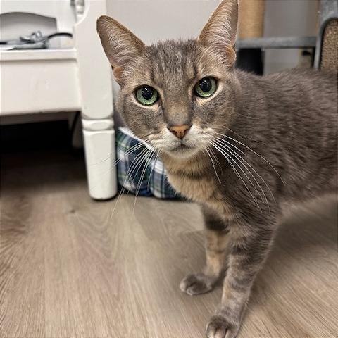 Buddy, a Adoptable Domestic Short Hair in Pleasant Hill, CA image 2/6