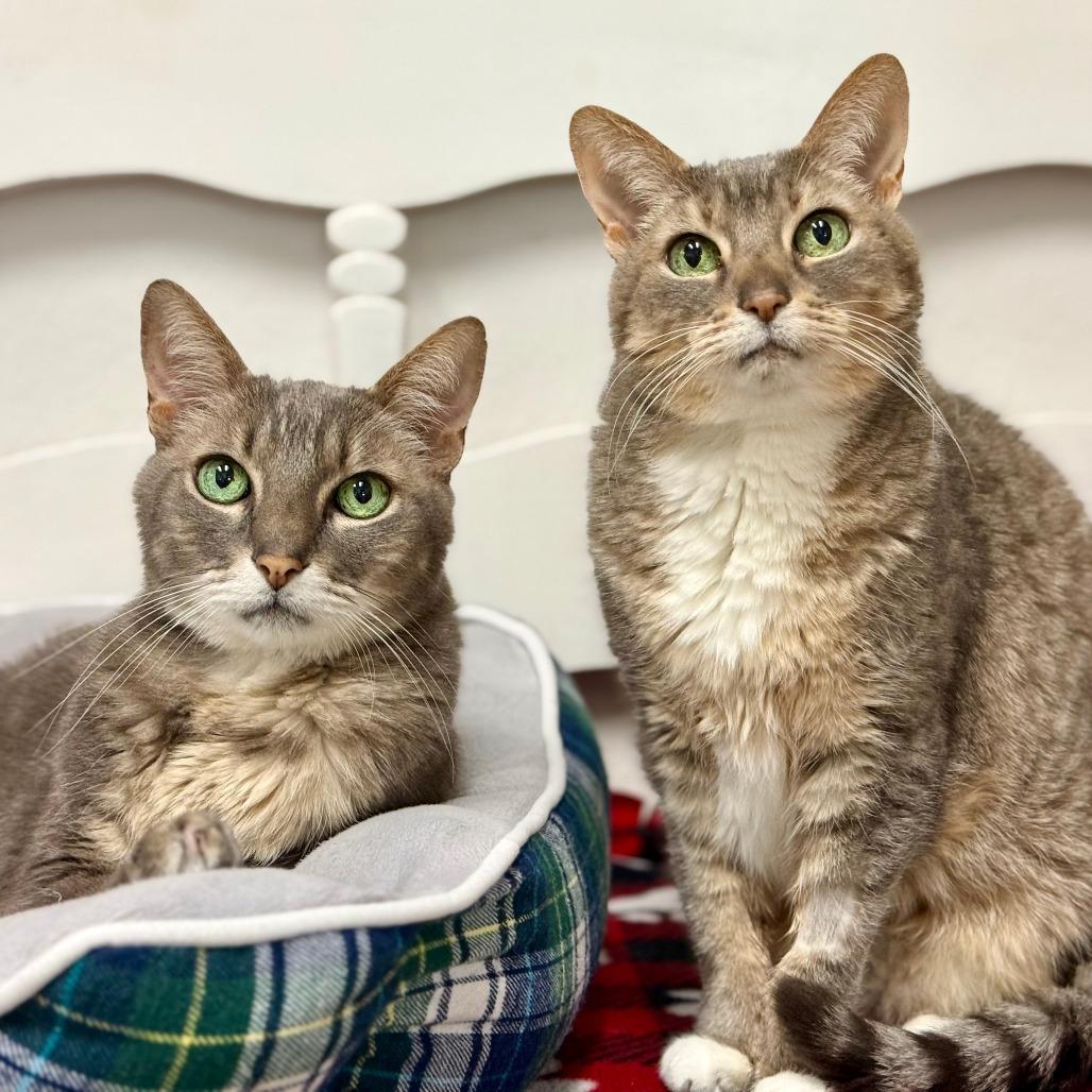 Buddy, a Adoptable Domestic Short Hair in Pleasant Hill, CA image 3/6