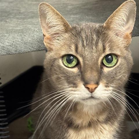 Buddy, a Adoptable Domestic Short Hair in Pleasant Hill, CA image 4/6