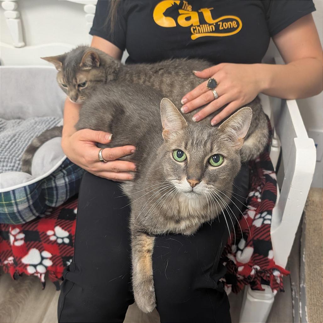 Buddy, a Adoptable Domestic Short Hair in Pleasant Hill, CA image 5/6