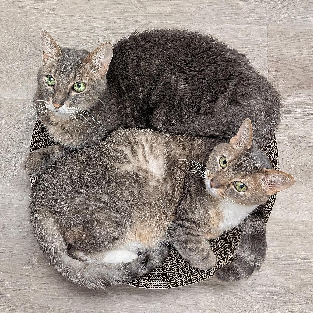 Enlarge Buddy, a Adoptable Domestic Short Hair in Pleasant Hill, CA image 5/6