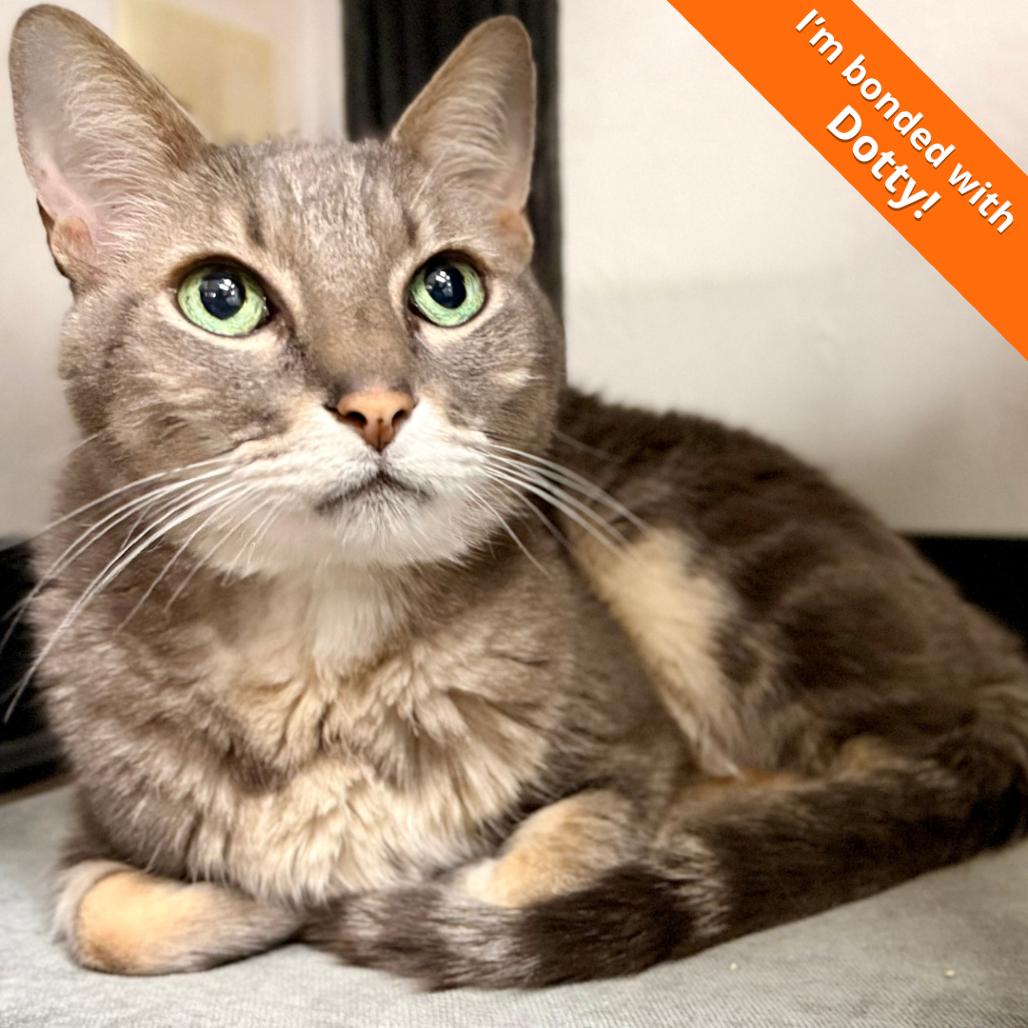 Buddy, a Adoptable Domestic Short Hair in Pleasant Hill, CA image 6/6