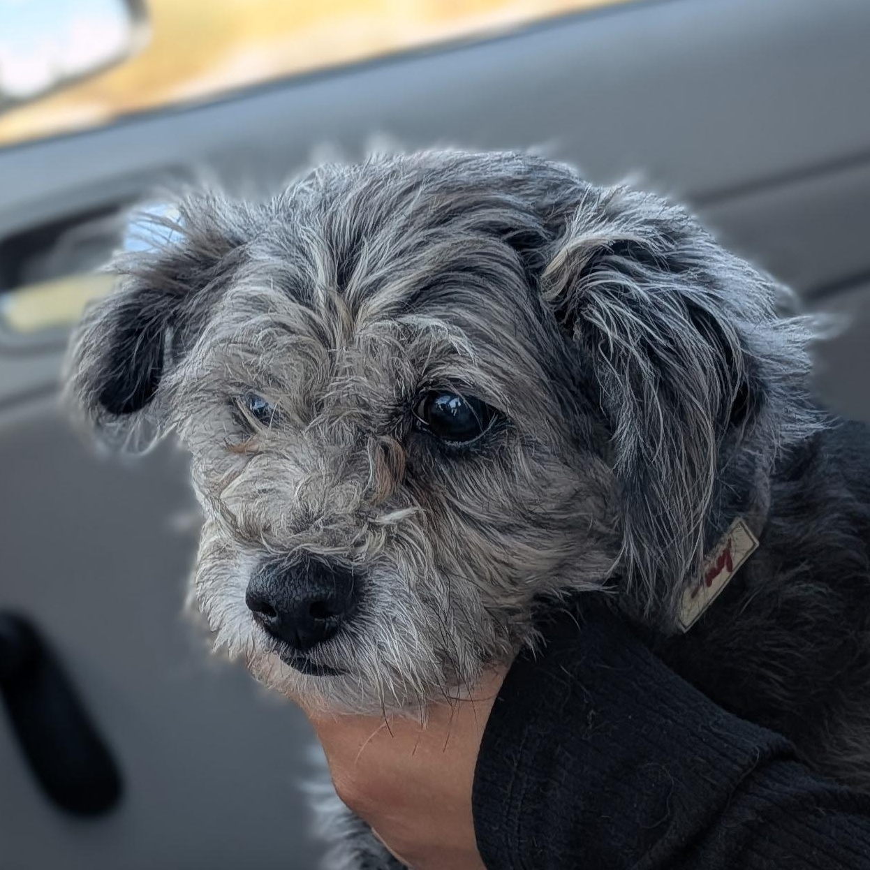 Enlarge Ann, a Adopted Maltipoo in Van Nuys, CA image 2/3