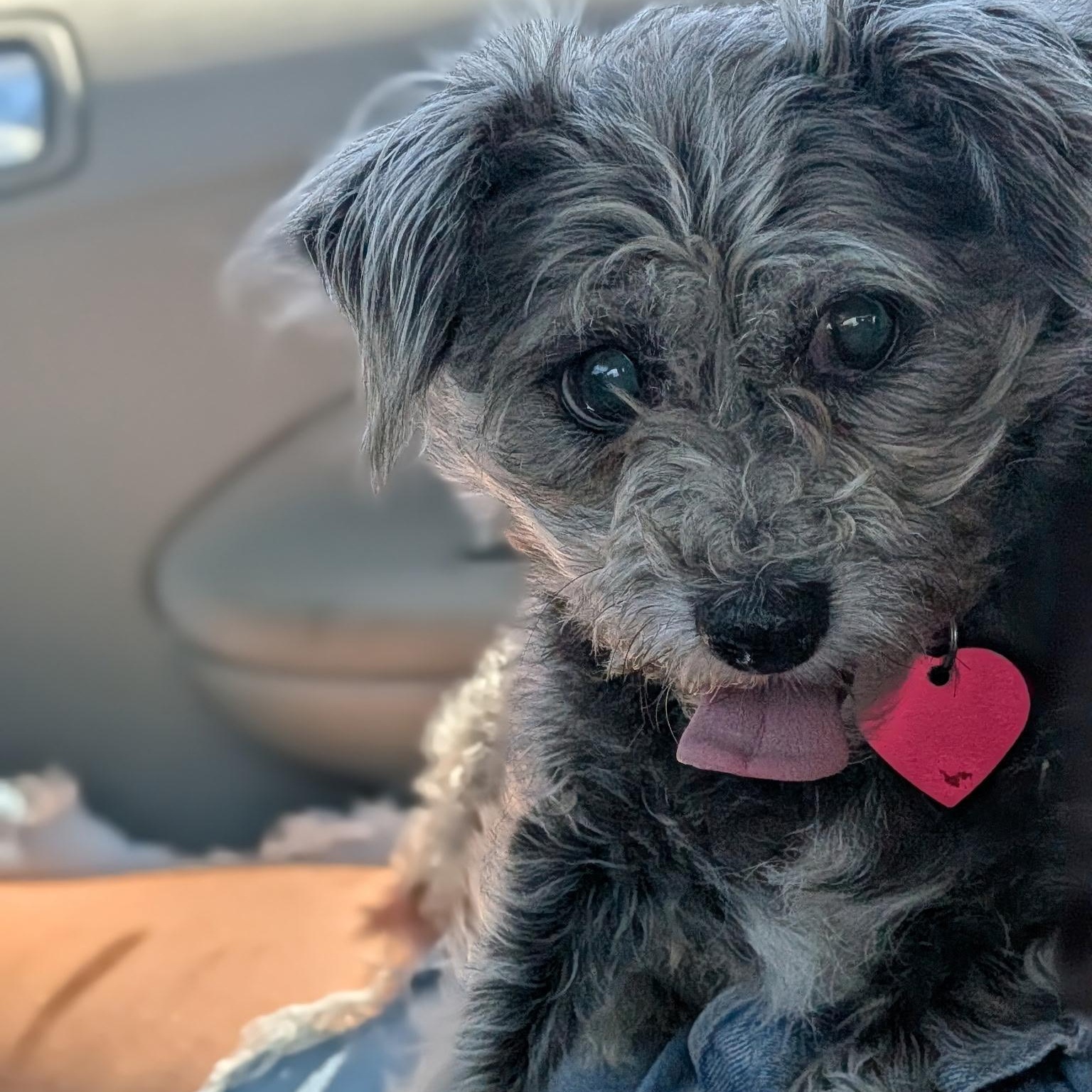 Enlarge Ann, a Adopted Maltipoo in Van Nuys, CA image 1/3