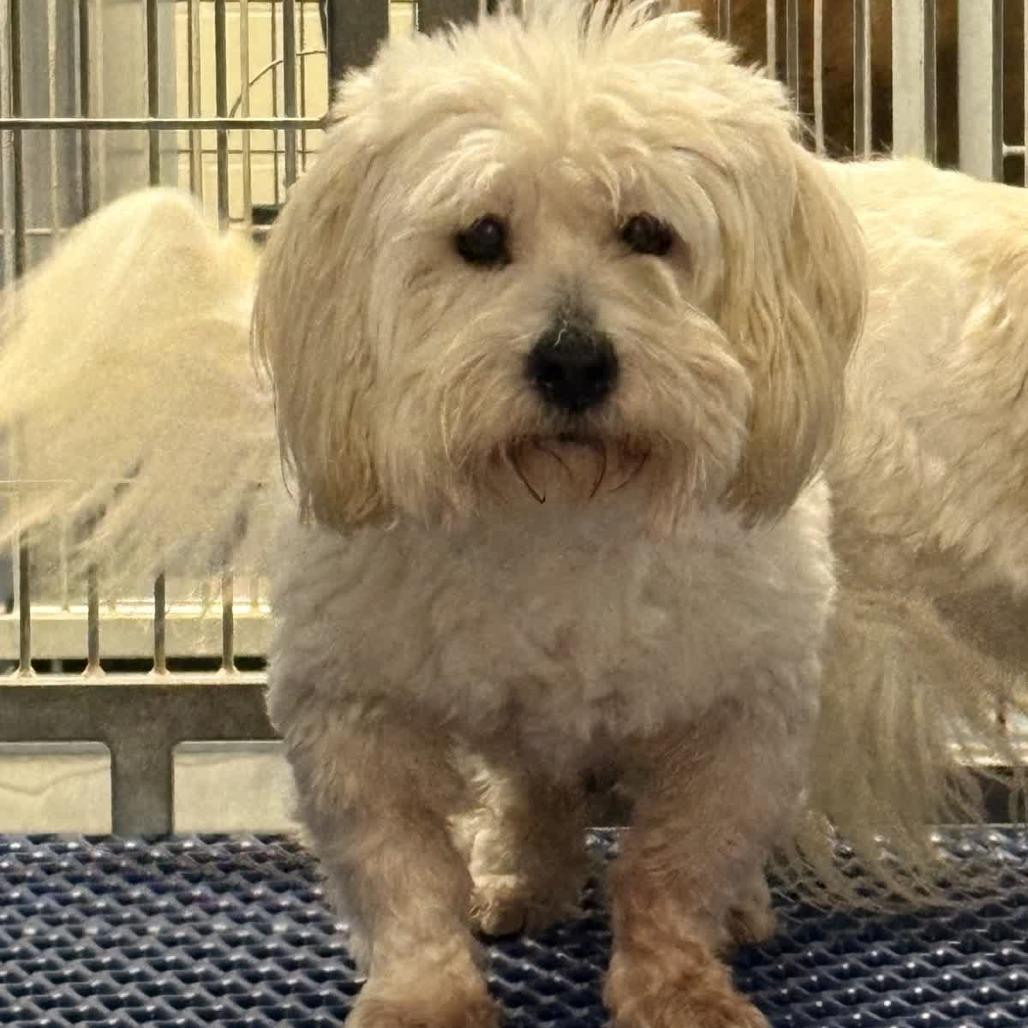 Enlarge Argyle, a Adoptable Coton de Tulear in Norfolk, NE image 1/1