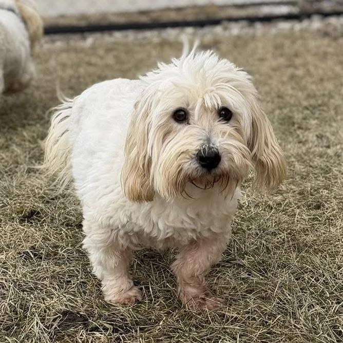 Enlarge Argyle, a Adoptable Coton de Tulear in Norfolk, NE image 2/2