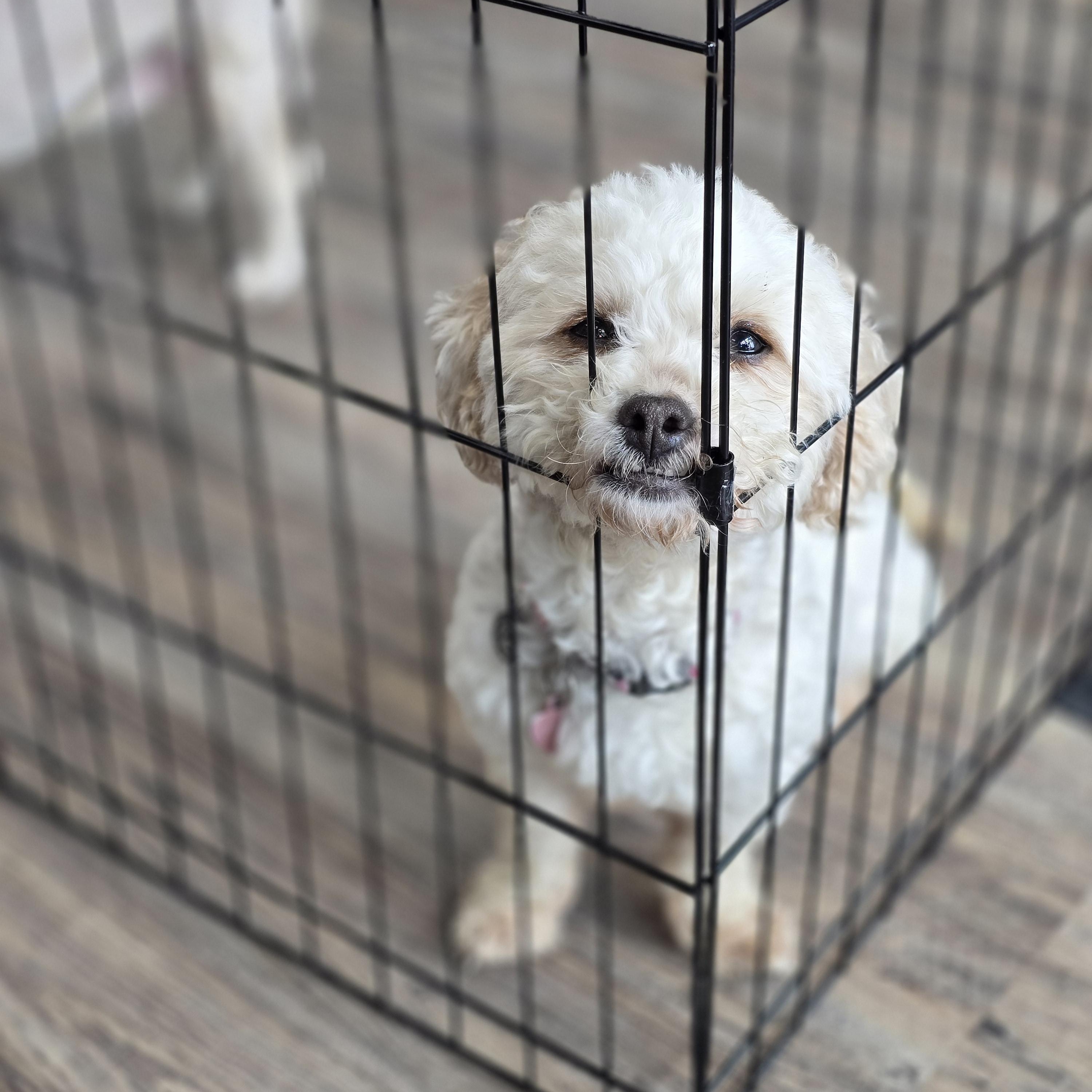 Candy, looking for home with a dog photo 6