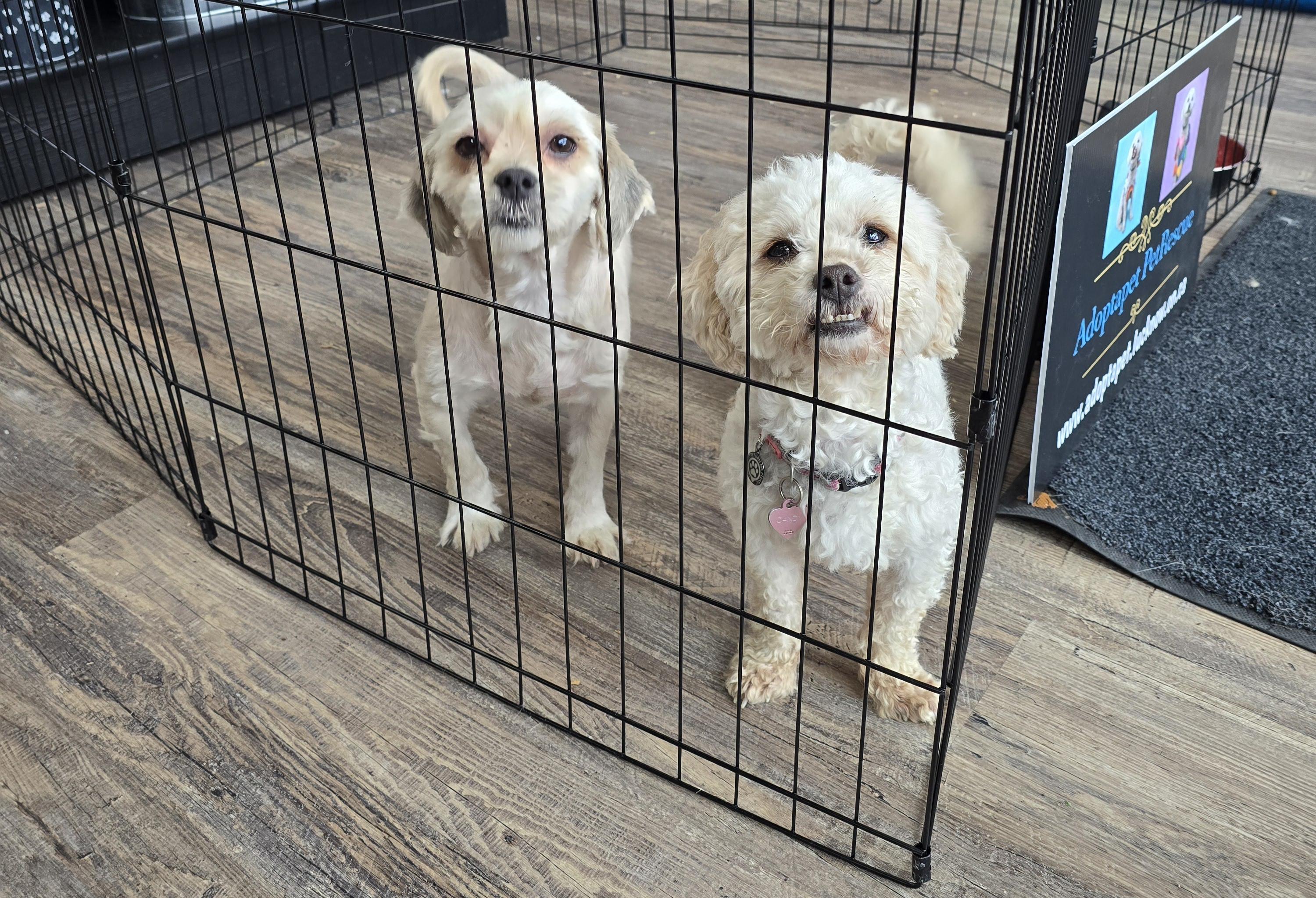 Candy, looking for home with a dog photo 5