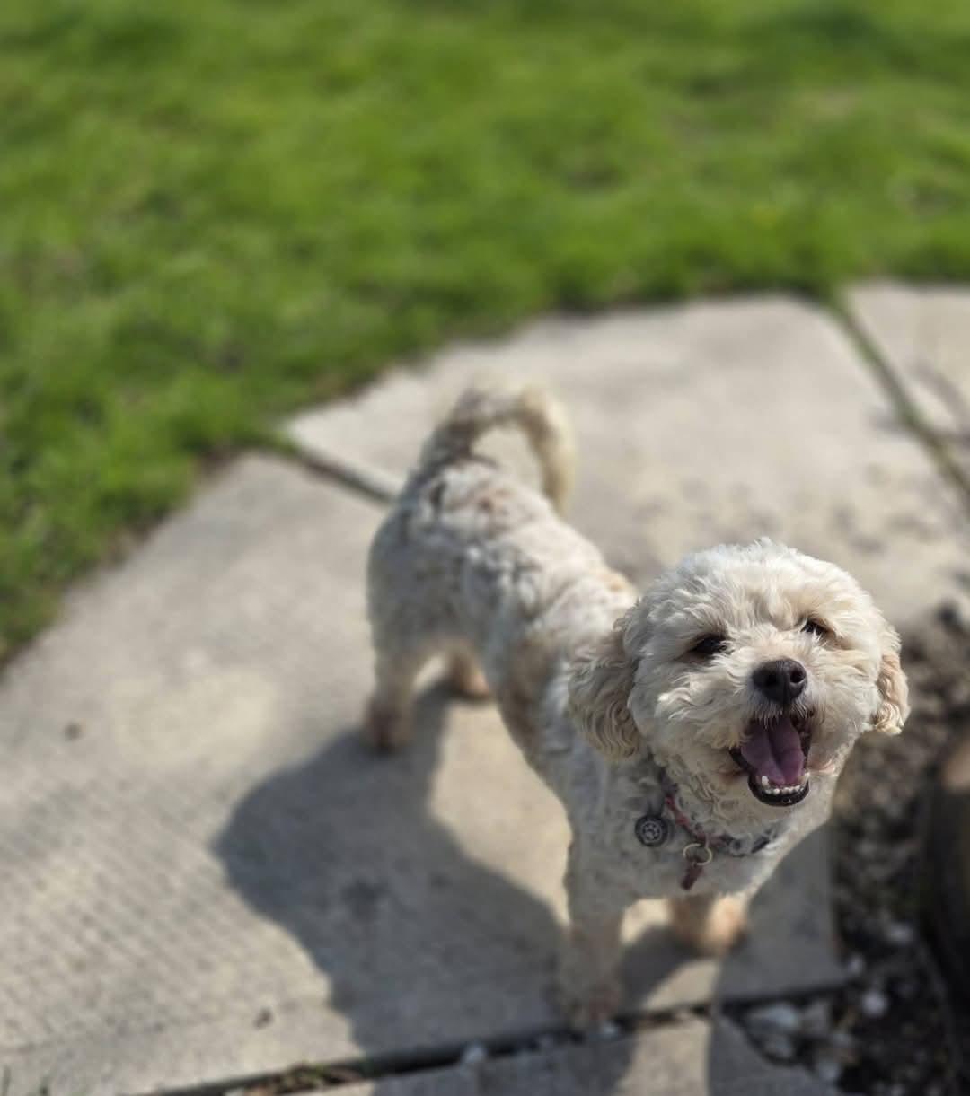 Candy, looking for home with a dog, an adoptable Shih Tzu, Bichon Frise in Lucknow, ON, N0G 2H0 | Photo Image 4