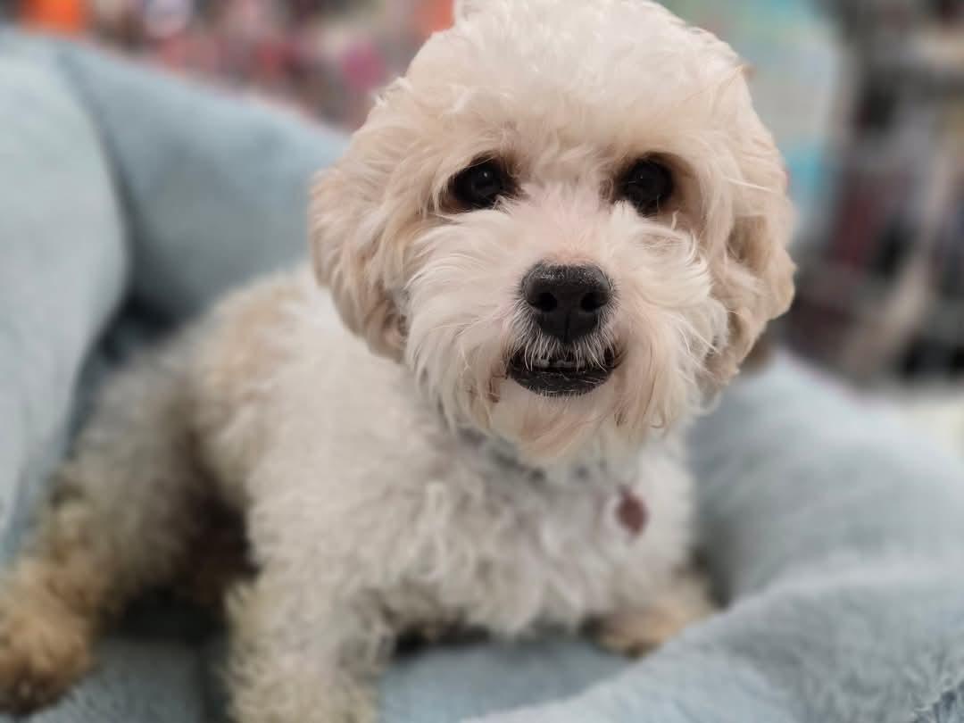 Candy, looking for home with a dog, an adoptable Shih Tzu, Bichon Frise in Lucknow, ON, N0G 2H0 | Photo Image 2