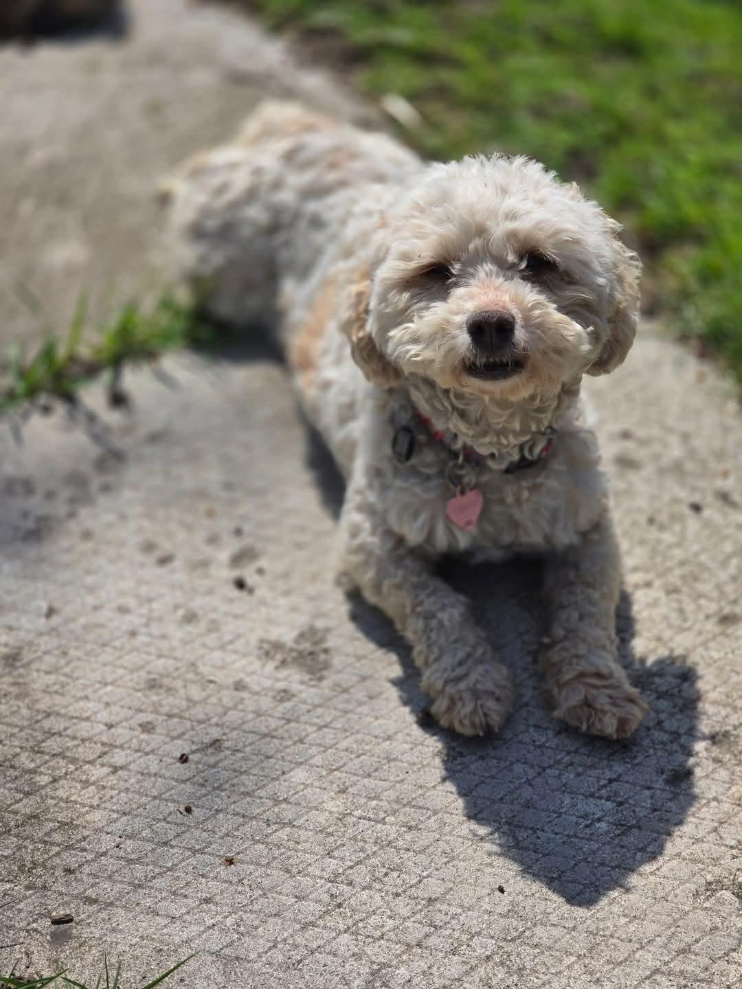 Candy, looking for home with a dog photo 4