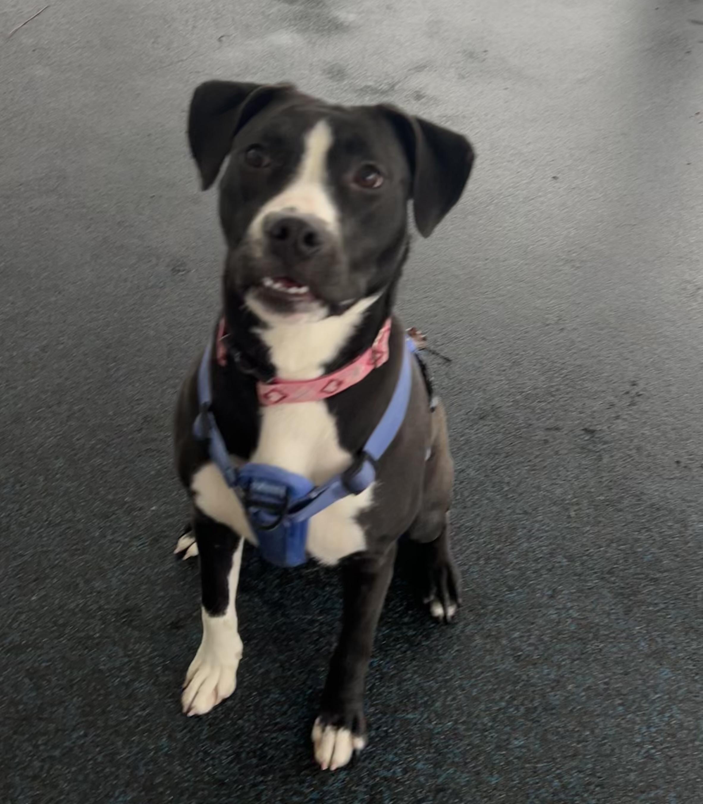 Enlarge Oreo, a ADOPTABLE mixed breed in Ithaca, NY image 2/4